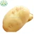 Wholesale Fresh Chinese Holland Sweet Couch Potatoes