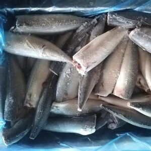 Wholesale fresh frozen whole round blue mackerel Seafood