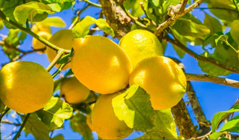 Wholesale high quality affordable price fresh natural yellow lemons