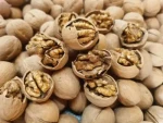 Wholesale Price Top Quality Walnut in Shell Paper Shell Walnut 185/Xingfu/Xiner/33