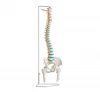 YA/L036 Plastic Occipital Spine Model with Pelvis and Femur Head For Teaching Medical Science