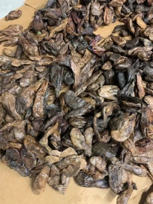 Buy Beaver Castoreum Sacs from APEX CORE GLOBAL SUPPLIES, South Africa ...