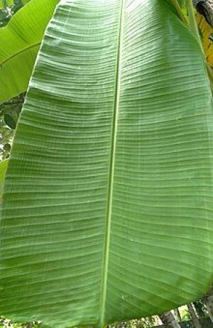 Premium Grade Banana Leaf Extract From Best Leaves
