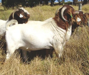 Discount Prices 100% Full Blood Live Boer Goats