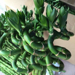 Dracaena Sanderiana Lucky Bamboo Spiral Bamboo 45cm Tower Bamboo Luckybamboo