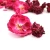 Import Premium Pakistani Rose Flowers - Export Quality Aromatic Blossoms from Pakistan