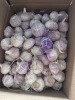 Premium Quality Garlic Cloves for Flavorful Meals and Natural Remedies
