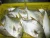 Import Golden Pompano from China