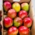 Import Fresh Mangoes from Ecuador
