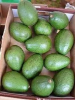 Fresh Avocados from Kenya