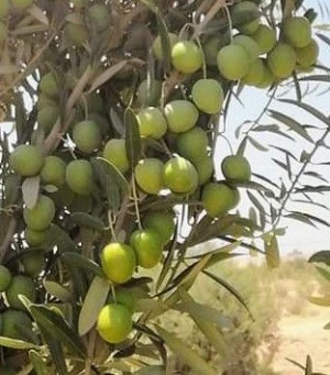 manzanilla olives