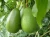 Import Fresh Avocados from Kenya from Kenya