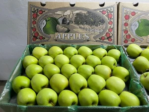 Fresh Export Grade Apples - Premium Quality