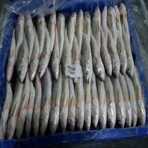 fresh frozen king fish for sale