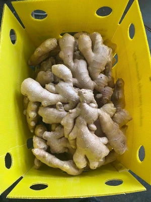 Air dry ginger and fresh ginger supplier
