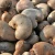 Import Cashew Nuts from Nigeria