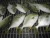 Import Golden Pompano from China