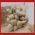 Import Whole CandleNut Indonesia / Kemiri / Aleurites Moluccanus / Candleberry / Indian Walnut from Indonesia