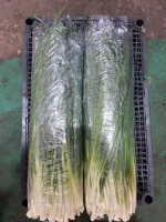 Green Onion from Republic of Moldova