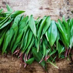 Organic Wild Leeks farm fresh