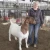 Import Discount Prices 100% Full Blood Live Boer Goats from South Africa
