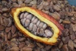 Cocoa Beans Organic for sale.,.,