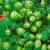 Import Balloon vine, Cardiospermum halicacabum leaf Powder from India