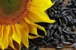 Sunflower kernels