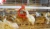 Import Automatic  Chicken Drinking Water System from China