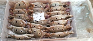 MUD CRABS FROM PAKISTAN FOR SALE