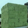 Cattle Alfalfa Cubes, Quality Alfalfa Hay