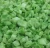 Import High Quality IQF Broccoli Frozen Broccoli cuts Frozen Vegetables from China