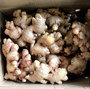 Fresh Ginger And Dried Ginger For Beverages