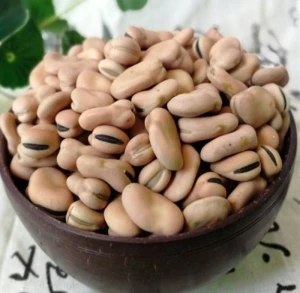 Dried Broad Beans Fava Beans