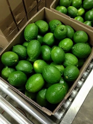Fresh fruit from Vietnamese/ fresh lime / LEMON