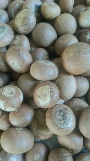 Betel Nut Competitive Prices