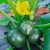 Import Round Squash /Dark Green Zucchini Seeds for Sale from China