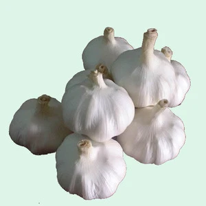 2018 big sale for garlic in jining greenfarm