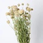 2020 Most Popular Natural Dried Windmill Fruit For Decoration Dried Flowers