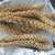 Import 2020 new harvest Gu sui Best price red/yellow millet sprays bird seed from China