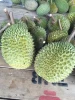 A4 FRUIT - Fresh Durian (Musang King) from Malaysia