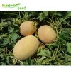 Ananas hami known-you  hybrid F1  japanese planting melon  fruit vegetable seeds