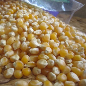 Best Quality Feed Grade Yellow Maize Corn For Animal Feed