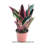 Beautiful decorative plant colorful Calathea bonsai