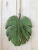 Import Best selling Laser cut engraving wooden Green leaf for wall  decoration from China