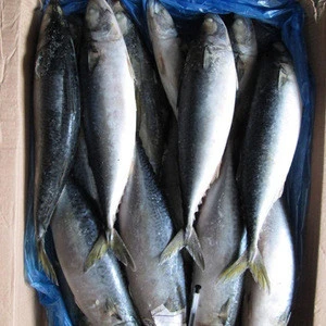 Big size 500g up pacific mackerel halal fish seafood products