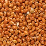 Bird food of red broomcorn millet