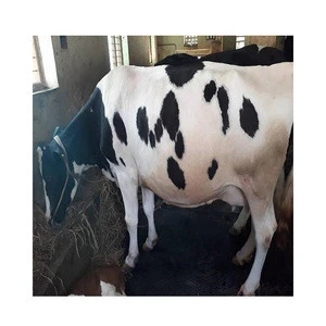 Blood Boer Oem Goat Style Health Weight Type Certificate Product Model Alive Holstein Cows