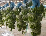 Cavendish Bananas