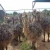 Import Cheap!! Healthy Ostrich Chicks and Fertile Eggs from South Africa